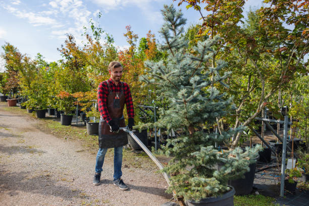 Professional Tree Services in Piru, CA